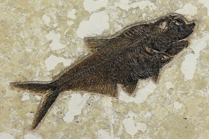 Fossil Fish (Diplomystus) - Wyoming #151600